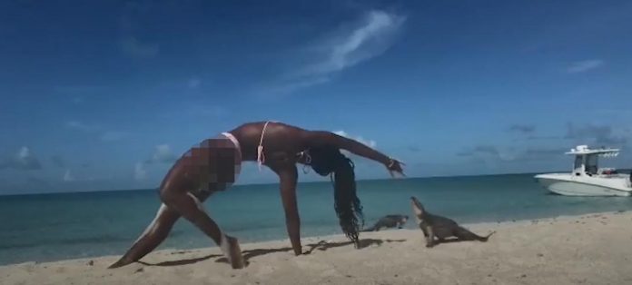 An iguana bites a woman who was just doing yoga on a beach!