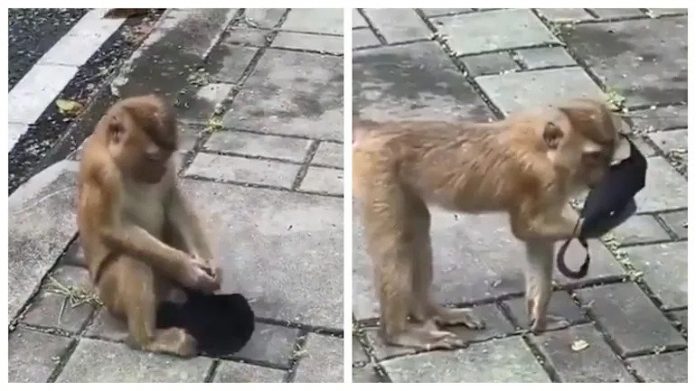 This video of a monkey wearing a mask wrong just like humans goes viral!
