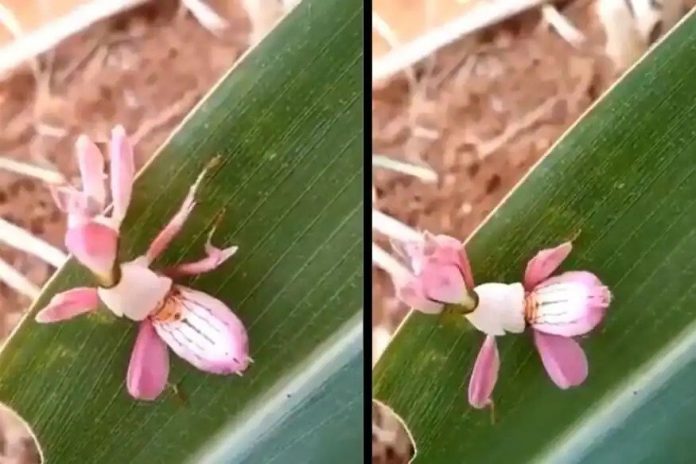 This video of orchid Mantis is super