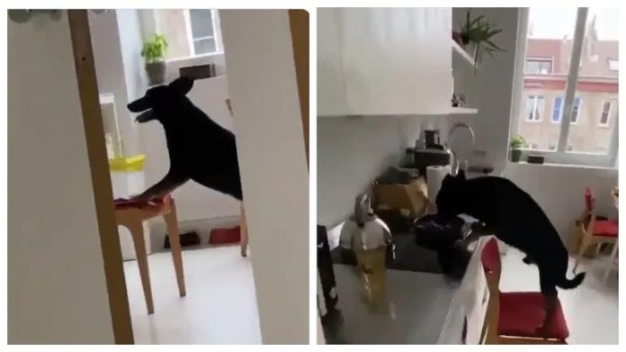 This is why this video of a dog, stealing food from the kitchen is going viral
