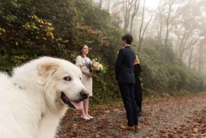 Ring bearer dog becomes the star of the show at the wedding