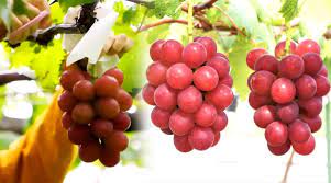 THIS variety of grapes cost up to Rs 33,000 per bunch! Know Why ?