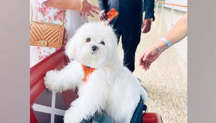 Dog's owner books the entire business class cabin for the dog!