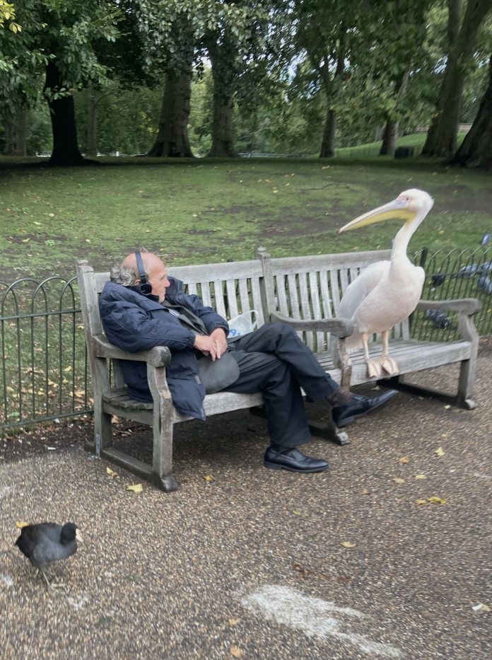 The viral pic of a man and a pelican has led to many memes online, check here
