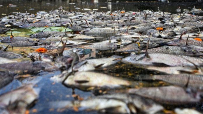 As Kameng rivers turn black thousands of fish die in Arunachal Pradesh