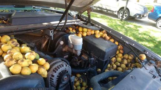 Man discovered walnuts under the hood of his car! Do you know who was hiding those walnuts ?