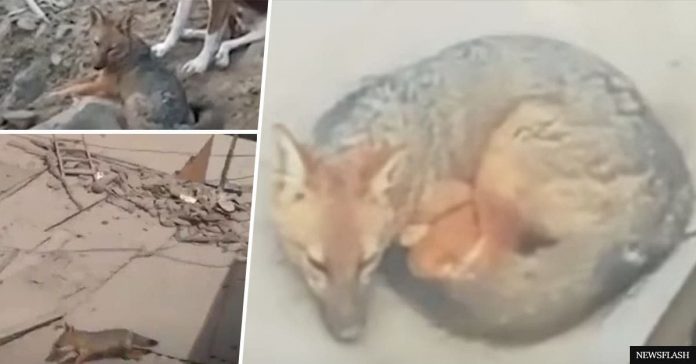 A husky turns out to be a real Fox! The family was shocked to hear about it!