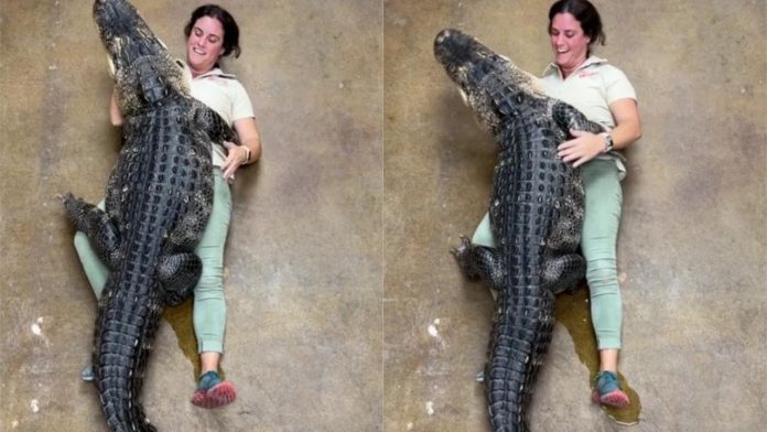 This alligator will warm your heart in its viral video! Hugs the caretaker!
