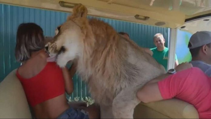 Watch how a lion helps a group of tourists during their Safari!