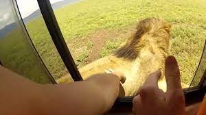 The tourist tried to pet a lion from the bus window and instead got a nasty shock!