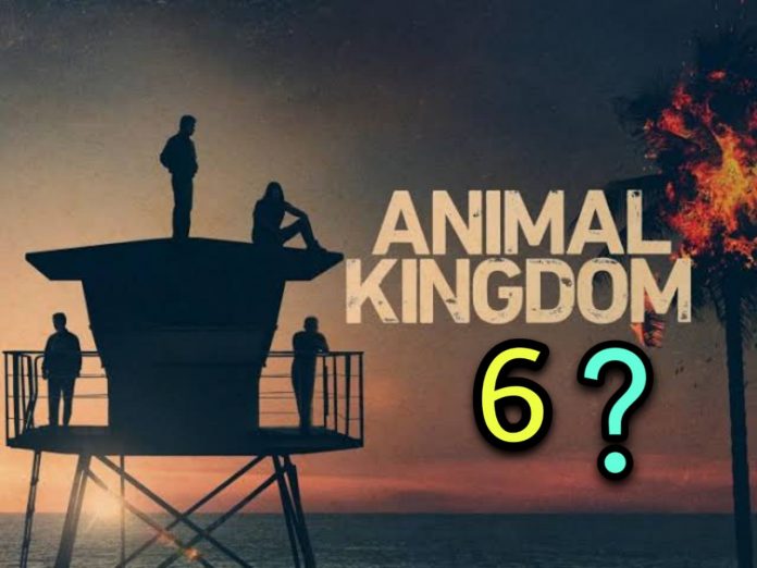 Good news for the fans of Animal Kingdom series, Season 6 released on this date, know all the information in just one click?