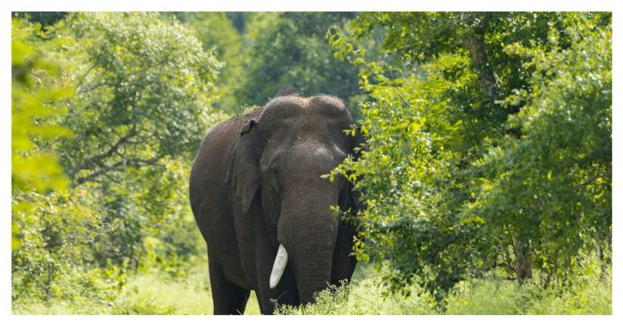 Barriers broken! Safe ways for Elephants