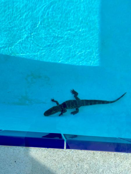 The Lake County Sheriff's Office rescues a three-foot-long alligator from a school's pool!