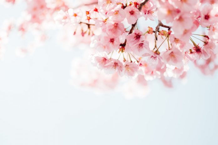 The pictures of beautiful Cherry blossoms from Japan take the internet by storm.