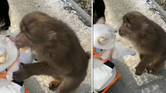 A whipped monkey for a cat tried to kiss her in a viral video!