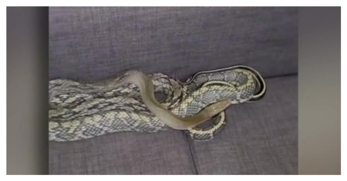 7-foot-long-snake