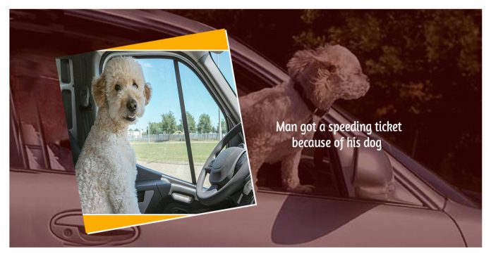 pet-dog-driving-the-car