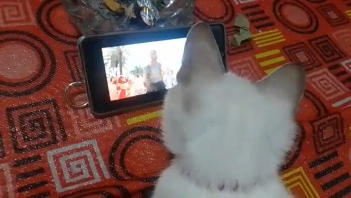 video of a cat watching Jhoome Jo Pathaan